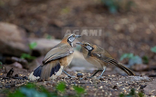 Greater Necklaced Laughingthrush (Pterorhinus pectoralis) at Kaeng Krachan National Park, Thailand stock-image by Agami/Helge Sorensen,