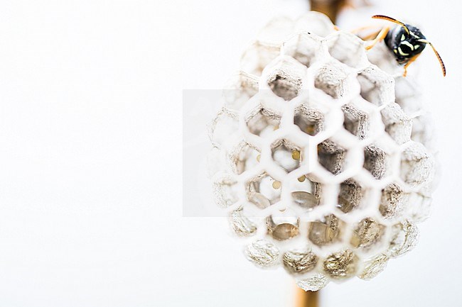 Polistes nimpha, a eusocial paper wasp, at its colony near lake Baikal in Russia. Inspecting the holes. stock-image by Agami/Ralph Martin,