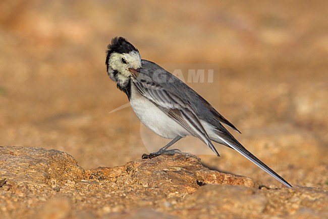 Witte Kwikstaart; White Wagtail; Motacilla alba stock-image by Agami/Daniele Occhiato,