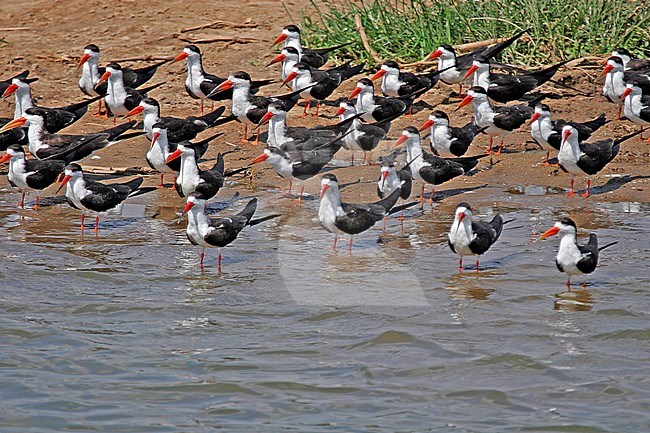 Group of African skimmers (Rynchops flavirostris) resting on sand bank along the shore of a lake in Uganda. stock-image by Agami/Pete Morris,