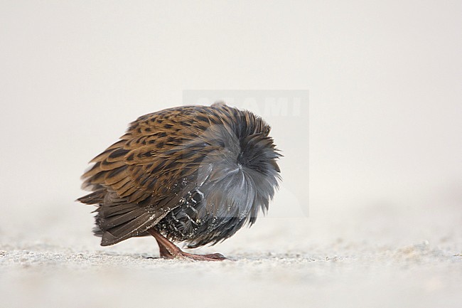 Water Rail, Waterral, Rallus aquaticus stock-image by Agami/Arie Ouwerkerk,