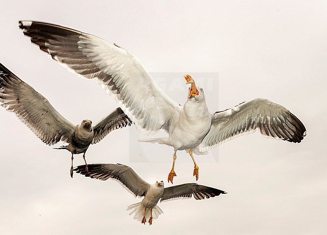 Adult Lesser Black-backed Gulls (Larus fuscus) on the Wadden island Texel, Netherlands. Hanging mid air behind the ferry, catching bread. stock-image by Agami/Marc Guyt,