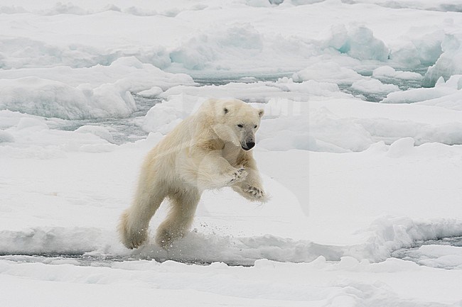 A polar bear mid-leap, Ursus maritimus. North polar ice cap, Arctic ocean stock-image by Agami/Sergio Pitamitz,