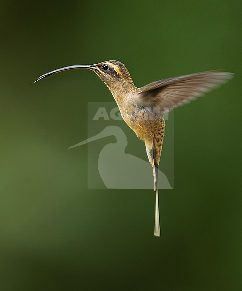 Side view from a Great-billed Hermit (Phaethornis malaris bolivianus) (subspecies) in flight in Cusco, Peru, South-America. stock-image by Agami/Steve Sánchez,