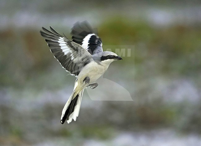 Klapekster zoekend naar prooi; Great Grey Shrike looking for prey stock-image by Agami/Jari Peltomäki,