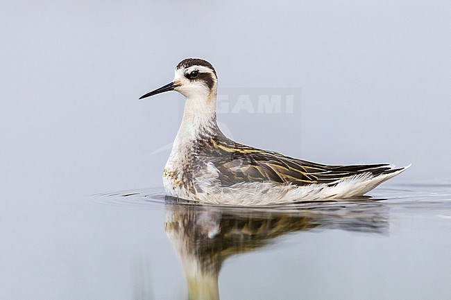 This bird was on a floaded grassland. Zeebruges, Belgium. stock-image by Agami/Vincent Legrand,