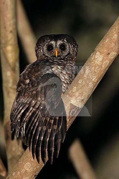 African Wood Owl (Strix woodfordii) perched on a branch in a dark rainforest in Equatorial Guinea.  Also known as Woodford's Owl. stock-image by Agami/Dubi Shapiro,