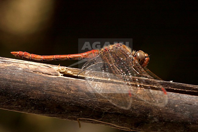 Mannetje Eilandheidelibel, Male Sympetrum nigrifemur stock-image by Agami/Wil Leurs,