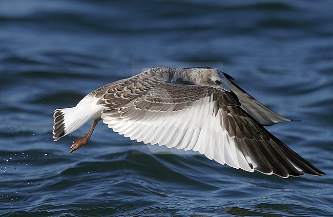 First-winter Sabine's Gull (Xema sabini) offshore over the sea at Sjællands Odde in Denmark. stock-image by Agami/Helge Sorensen,