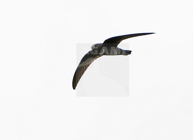 White-chested Swift (Cypseloides lemosi) in Northern Peru. Rare and poorly known. A fairly small swift, all black with variable white patch on chest. stock-image by Agami/Dani Lopez-Velasco,