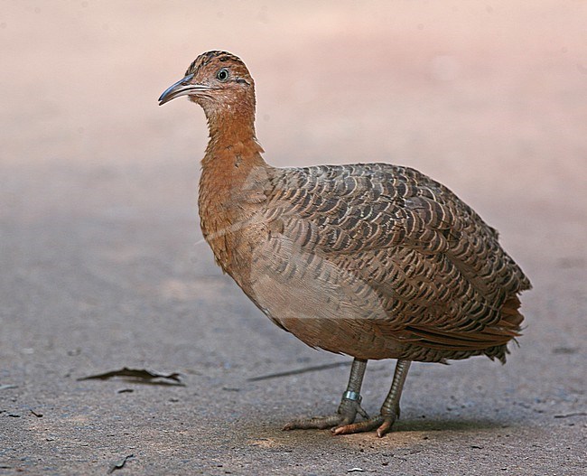 Red-winged Tinamou at Parque das Aves, Foz do Iguazu, Brazil stock-image by Agami/Tom Friedel,