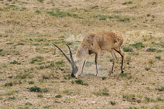 Tibetan antelope or chiru (Pantholops hodgsonii) grazing on the Tibetan Plateau stock-image by Agami/James Eaton,