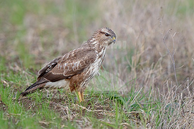 Common Buzzard (Buteo buteo), side view of a juvenile standing on the ground, Campania, Italy stock-image by Agami/Saverio Gatto,