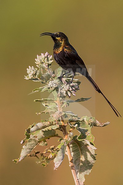 Bronze Sunbird (Nectarinia kilimensis) male perched on top of a bush in Tanzania. stock-image by Agami/Dubi Shapiro,