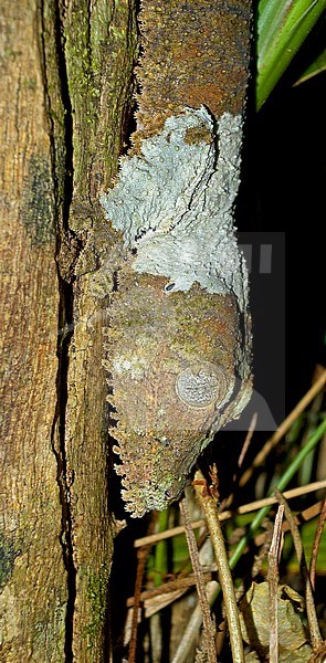 Mossy leaf-tailed gecko (Uroplatus sikorae), also known as Southern flat-tail gecko. Its name refers to the mossy-like camouflage patterns and colors of its skin. stock-image by Agami/Pete Morris,