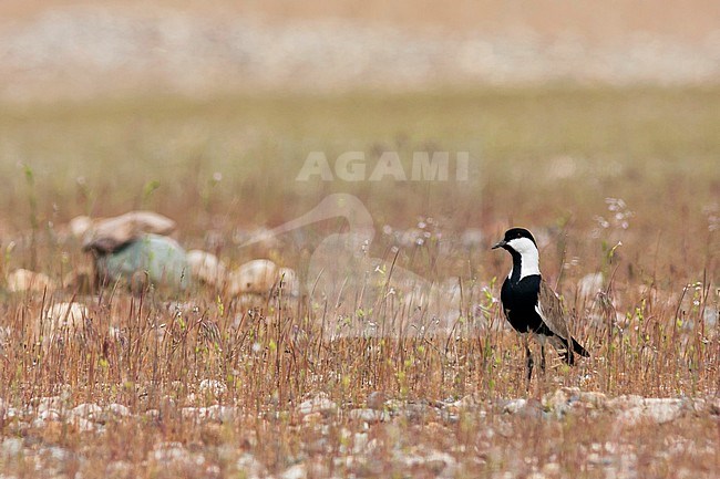Sporenkievit, Spur-winged Plover, Vanellus spinosus Turkey, adult stock-image by Agami/Ralph Martin,