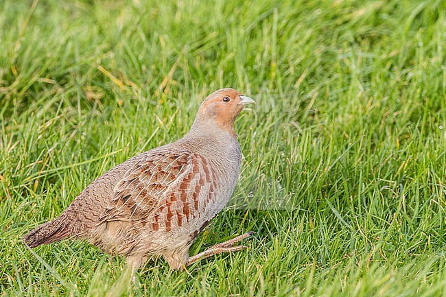 Grey Partridge walking in the gras with leg lifted from the side in a meadow stock-image by Agami/Menno van Duijn,