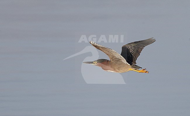 Green Heron, Butorides virescens, in flight in Florida, USA stock-image by Agami/Helge Sorensen,