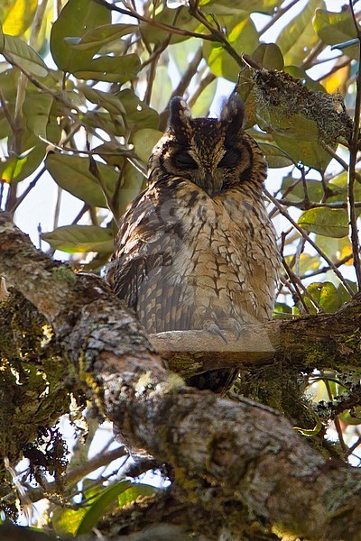 Adult Madagascar owl (Asio madagascariensis) on Madagascar. stock-image by Agami/Dubi Shapiro,
