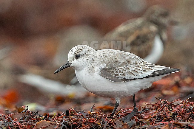Adult sanderling (Calidris alba) standing on seaweed, with a red background, in Brittany, France. stock-image by Agami/Sylvain Reyt,