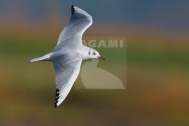 Kokmeeuw vliegend; Black-headed Gull flying stock-image by Agami/Daniele Occhiato,