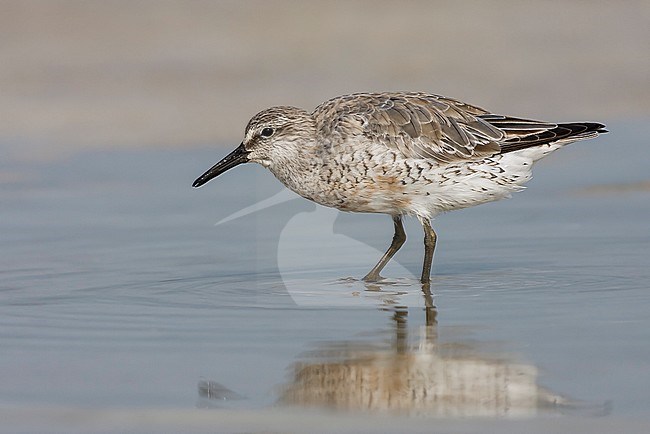 Adult in transition to breeding
Pinellas Co., FL
April 2007 stock-image by Agami/Brian E Small,