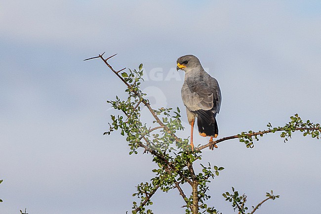 Eastern Chanting-Goshawk (Melierax poliopterus). stock-image by Agami/David Monticelli,