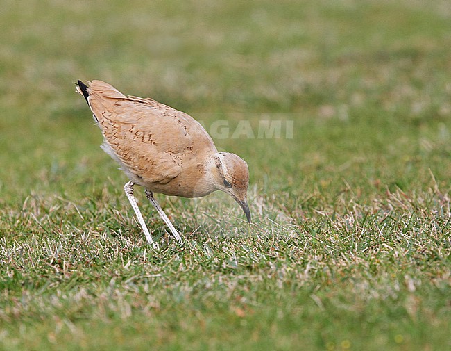 Immature Cream-coloured Courser on St.Marys, Isles of Scilly, England. stock-image by Agami/Michael McKee,