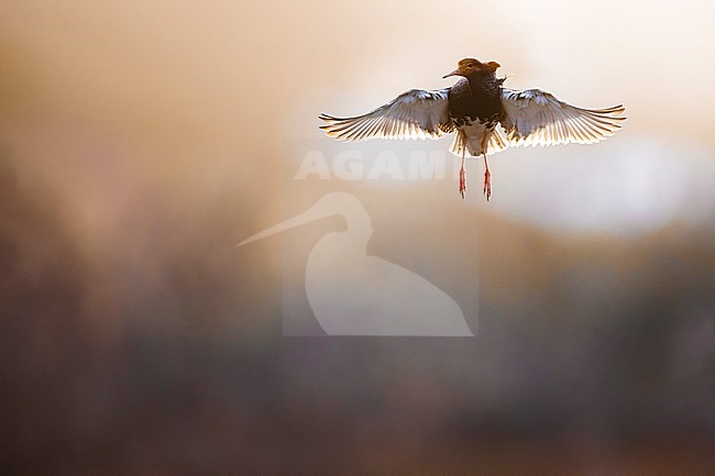 Adult male Ruff (Philomachus pugnax) in Norway. stock-image by Agami/Daniele Occhiato,