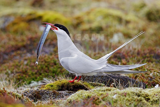Arctic Tern (Sterna paradisaea), side view of an adult standing on the ground with a caught fish, Southern Peninsula, Iceland stock-image by Agami/Saverio Gatto,