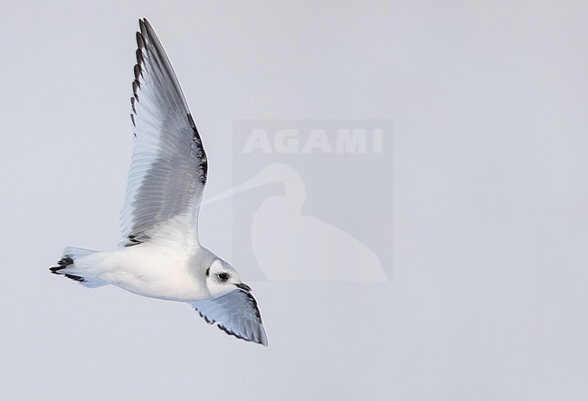 First-winter Ross's Gull (Rhodostethia rosea) in flight over Tupper Lake in New York state in the United States during winter. stock-image by Agami/Ian Davies,