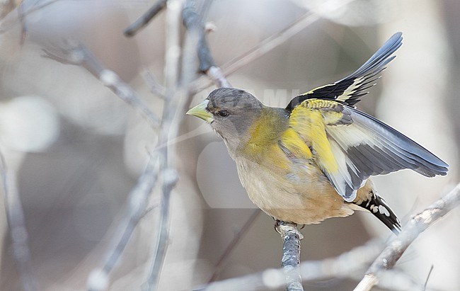 Female (type). Evening Grosbeak (Hesperiphona vespertina) during early spring at Algonquin Provincial Park, Ontario, Canada stock-image by Agami/Ian Davies,