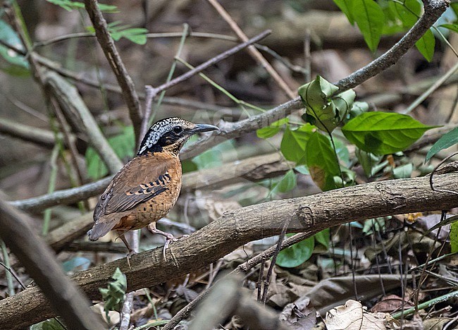 Eared Pitta, Hydrornis phayrei, in Thailand. stock-image by Agami/Pete Morris,