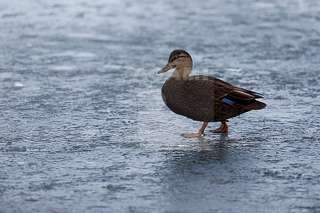 Amerikaanse Zwarte Eend tijdens de winter op het ijs; American Black Duck (Anas rubripes) during winter on an iceflow stock-image by Agami/Chris van Rijswijk,