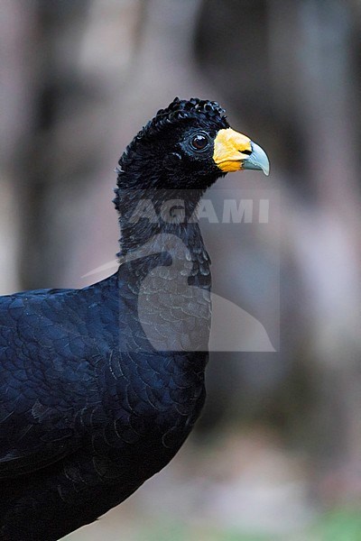 Black Curassow (Crax alector) a ground-dwelling bird found in humid forests in northern South America in Colombia, Venezuela, the Guianas and far northern Brazil. stock-image by Agami/Dubi Shapiro,