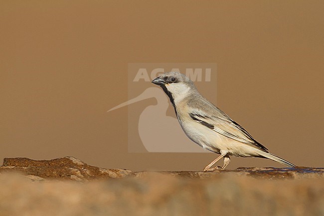 Desert Sparrow - WÃ¼stensperling - Passer simplex ssp. saharae, adult male, Morocco stock-image by Agami/Ralph Martin,
