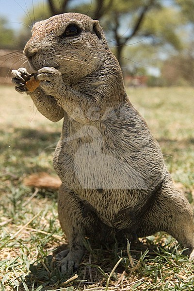 Kaapse grondeekhoorn etend Namibie, Cape Ground Squirrel eating Namibia stock-image by Agami/Wil Leurs,