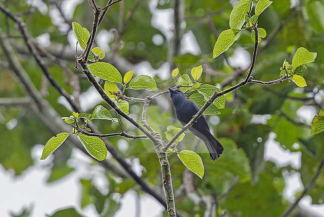 Biak Black Flycatcher (Myiagra atra) in West Papua, Indonesia. stock-image by Agami/Pete Morris,