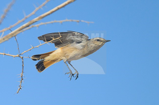 Red-tailed Wheatear (Oenanthe chrysopygia) taking off, in Oman. stock-image by Agami/Sylvain Reyt,