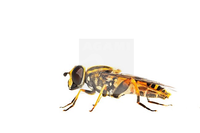 Helophilus pendulus, Gewone pendelvlieg stock-image by Agami/Wil Leurs,