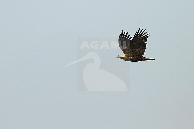 Eastern Imperial Eagle - Kaiseradler - Aquila heliaca, Oman, adult stock-image by Agami/Ralph Martin,