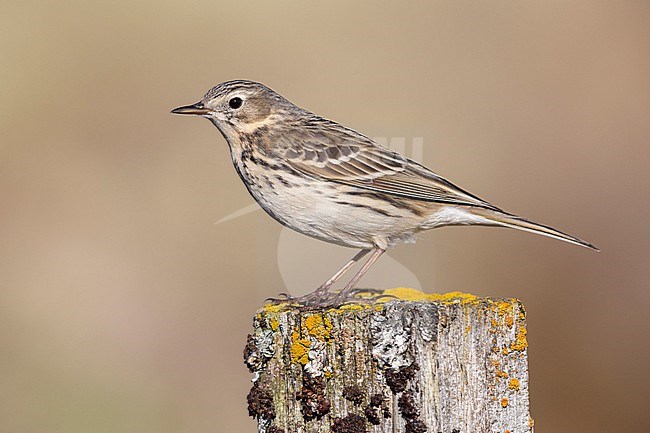 Meadow Pipit (Anthus pratensis), side view of an adult standing on a post, Northeastern Region, Iceland stock-image by Agami/Saverio Gatto,