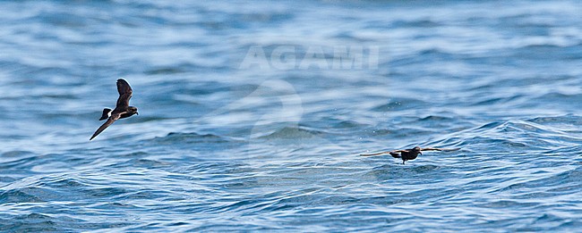 Stormvogeltje vliegend boven zee in Engeland; Flying European Storm-Petrel (Hydrobates pelagicus) above the sea in English waters stock-image by Agami/Marc Guyt,