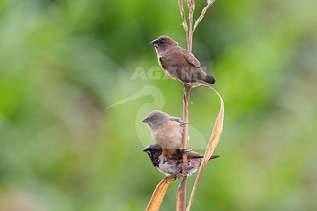 Bronze Mannikin (Lonchura cucullata) perched in the reed stock-image by Agami/David Monticelli,