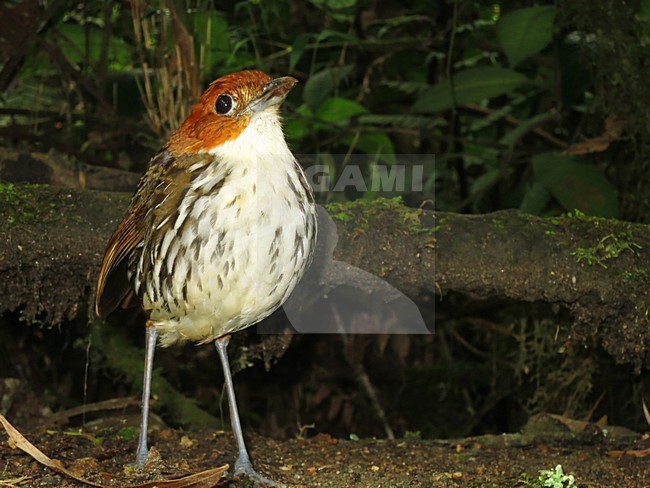 Roestkapmierpitta, Chestnut-crowned Antpitta, Grallaria ruficapi stock-image by Agami/Marc Guyt,