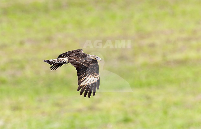 Yellow-headed Caracara (Milvago chimachima cordata) immature in flight stock-image by Agami/Roy de Haas,
