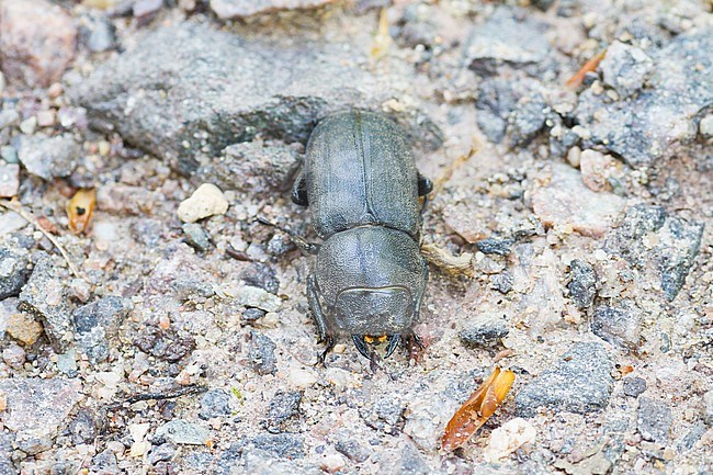 Dorcus parallelipipedus - Lesser stag beetle -  Balkenschröter, Germany, imago stock-image by Agami/Ralph Martin,