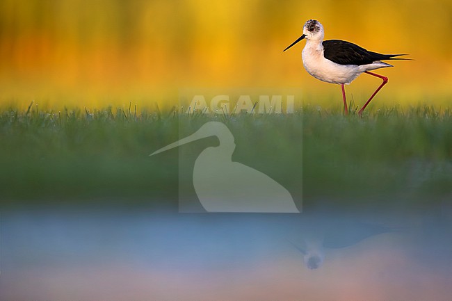Adult Black-winged Stilt (Himantopus himantopus) in Italy. stock-image by Agami/Daniele Occhiato,