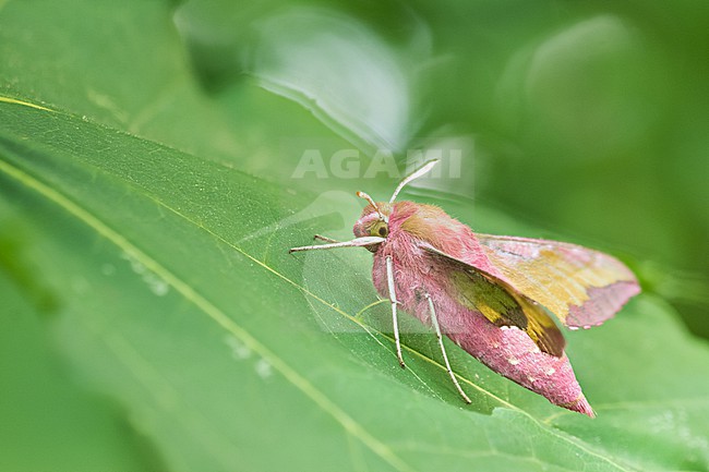 Deilephila porcellus - Small elephant hawk-moth - Kleiner Weinschwärmer, Germany (Baden-Württemberg), imago stock-image by Agami/Ralph Martin,