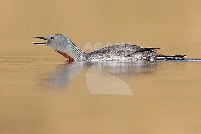 Red-throated Loon (Gavia stellata), sideview of an adult in breeding plumage, Western Region, Iceland stock-image by Agami/Saverio Gatto,